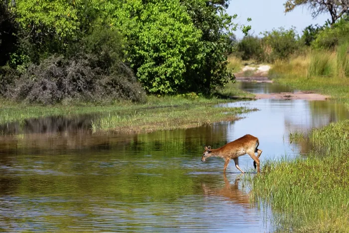 Framed Print : Red lechwe (Kobus leche) crossing river, Okavango Delta, Botswana Framed Print : Red lechwe (Kobus leche) crossing river, Okavango Delta, Botswana