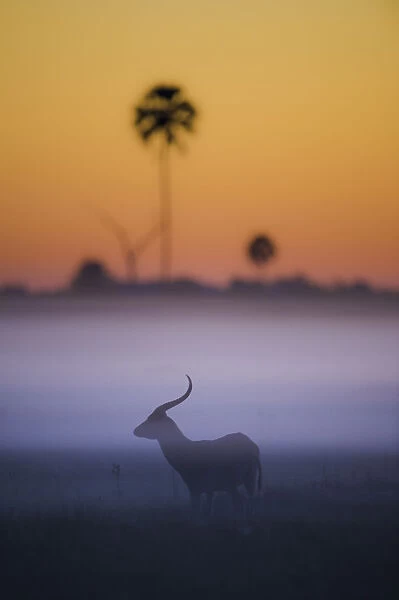 Red lechwe (Kobus leche) silhouetted at sunrise, Okavango Delta, Botswana