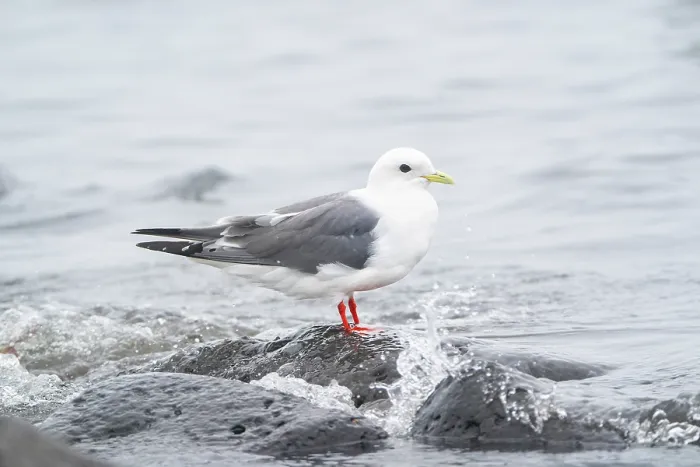Framed Print : Red-legged kittiwake (Rissa brevirostris) in breeding plumage, perched on rock on the shore, St. Paul, Pribilof Islands, Alaska, USA. July Framed Print : Red-legged kittiwake (Rissa brevirostris) in breeding plumage, perched on rock on the shore, St. Paul, Pribilof Islands, Alaska, USA. July