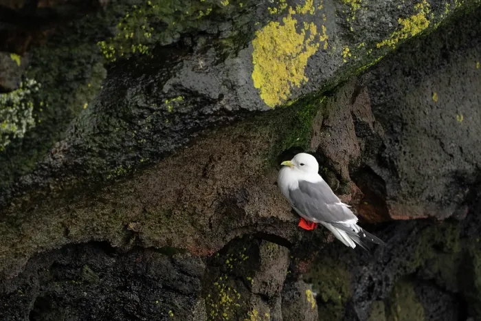 Framed Print : Red-legged kittiwake (Rissa brevirostris) in breeding plumage perched on narrow cliff ledge, St. Paul, Pribilof Islands, Alaska, USA. July Framed Print : Red-legged kittiwake (Rissa brevirostris) in breeding plumage perched on narrow cliff ledge, St. Paul, Pribilof Islands, Alaska, USA. July