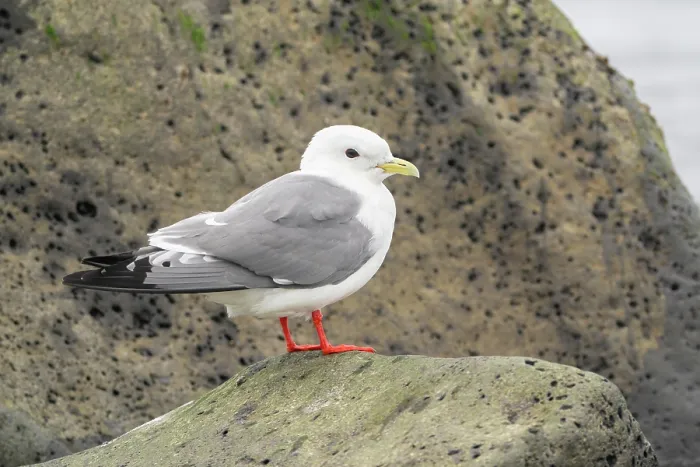 Framed Print : Red-legged kittiwake (Rissa brevirostris) in breeding plumage perched on rock, St. Paul, Pribilof Islands, Alaska, USA. August Framed Print : Red-legged kittiwake (Rissa brevirostris) in breeding plumage perched on rock, St. Paul, Pribilof Islands, Alaska, USA. August