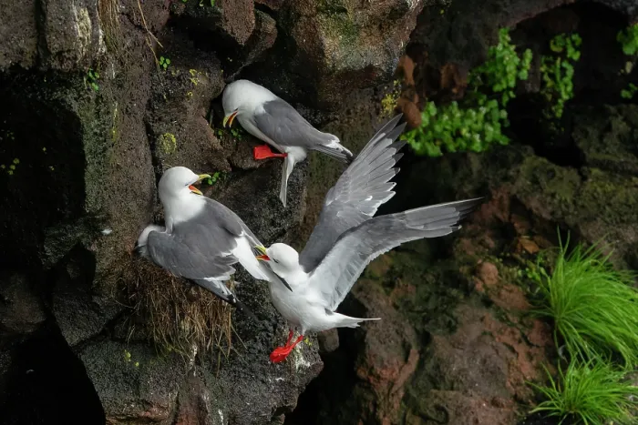 Framed Print : Red-legged kittiwakes (Rissa brevirostris) pair defending their nest from an intruder, with parent mantling over chick for protection, St. Paul, Pribilof Islands, Alaska, USA Framed Print : Red-legged kittiwakes (Rissa brevirostris) pair defending their nest from an intruder, with parent mantling over chick for protection, St. Paul, Pribilof Islands, Alaska, USA