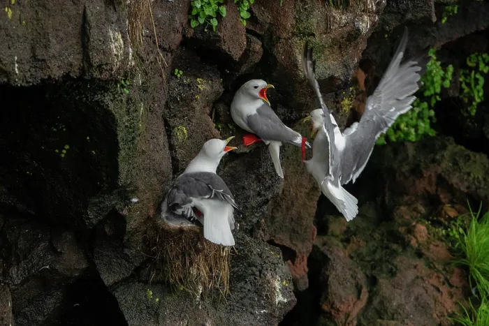 Framed Print : Red-legged kittiwakes (Rissa brevirostris) pair defending their nest and large chick from an intruder, St. Paul, Pribilof Islands, Alaska, USA. August Framed Print : Red-legged kittiwakes (Rissa brevirostris) pair defending their nest and large chick from an intruder, St. Paul, Pribilof Islands, Alaska, USA. August