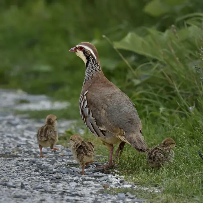 Framed Print : Red-legged partridge (Alectoris rufa) with chicks, Vendee, France, June Framed Print : Red-legged partridge (Alectoris rufa) with chicks, Vendee, France, June