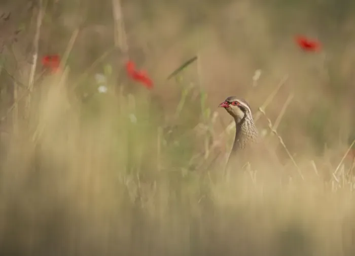 Framed Print : Red legged partridge (Alectoris rufa) in corn field, Norfolk, UK, July. Non-ex Framed Print : Red legged partridge (Alectoris rufa) in corn field, Norfolk, UK, July. Non-ex