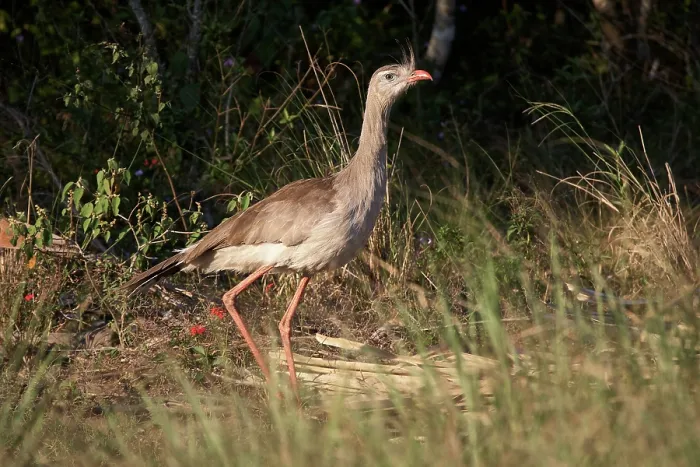 Framed Print : Red-legged seriema (Cariama cristata) calling, Ibera Wetlands Provincial Nature Reserve, Corrientes, Argentina Framed Print : Red-legged seriema (Cariama cristata) calling, Ibera Wetlands Provincial Nature Reserve, Corrientes, Argentina