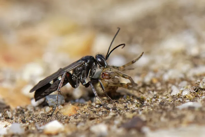 Framed Print : Red-legged spider wasp (Episyron rufipes) female dragging Orb weaver spider (Araneidae) prey to its nest burrow, Dorset, England, UK. August Framed Print : Red-legged spider wasp (Episyron rufipes) female dragging Orb weaver spider (Araneidae) prey to its nest burrow, Dorset, England, UK. August