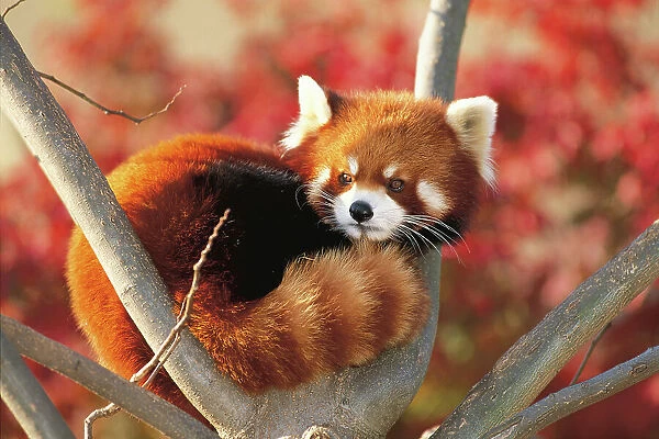 Red  /  Lesser Panda (Ailurus fulgens) curled up in tree, captive, Oji Zoo, Japan
