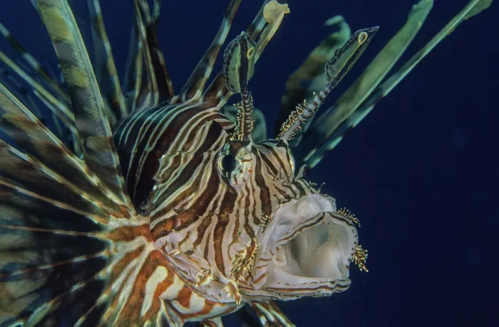 Framed Print : Red lionfish (Pterois volitans) head portrait, Bali, Pacific Ocean Framed Print : Red lionfish (Pterois volitans) head portrait, Bali, Pacific Ocean