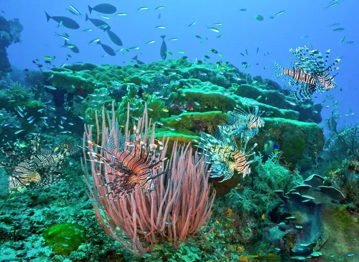 Framed Print : Five Red lionfish (Pterois volitans) hunting cooperatively over coral reef with Red sea whip colony (Ellisella sp.) in foreground and reef fish, Raja Ampat, Indonesia Framed Print : Five Red lionfish (Pterois volitans) hunting cooperatively over coral reef with Red sea whip colony (Ellisella sp.) in foreground and reef fish, Raja Ampat, Indonesia