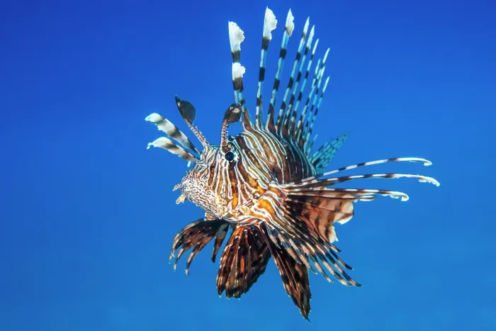 Framed Print : Red lionfish (Pterois volitans) portrait, Sharm El Shiekh, Sinai, Egypt, Red Sea Framed Print : Red lionfish (Pterois volitans) portrait, Sharm El Shiekh, Sinai, Egypt, Red Sea