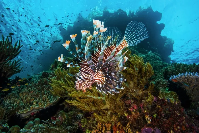 Framed Print : Red lionfish (Pterois volitans) swimming over coral reef with Soft corals, from left to right (Dichotella sp.), (Sinularia sp.), (Nephthea sp.) and Hard coral (Acropora sp.) Framed Print : Red lionfish (Pterois volitans) swimming over coral reef with Soft corals, from left to right (Dichotella sp.), (Sinularia sp.), (Nephthea sp.) and Hard coral (Acropora sp.)