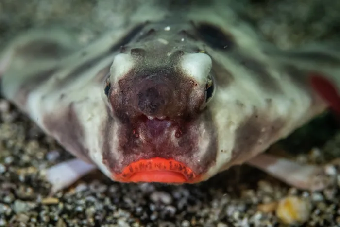 Framed Print : Red-lipped batfish (Ogcocephalus darwini) portrait, Isabela Island, Galapagos Islands, Pacific Ocean