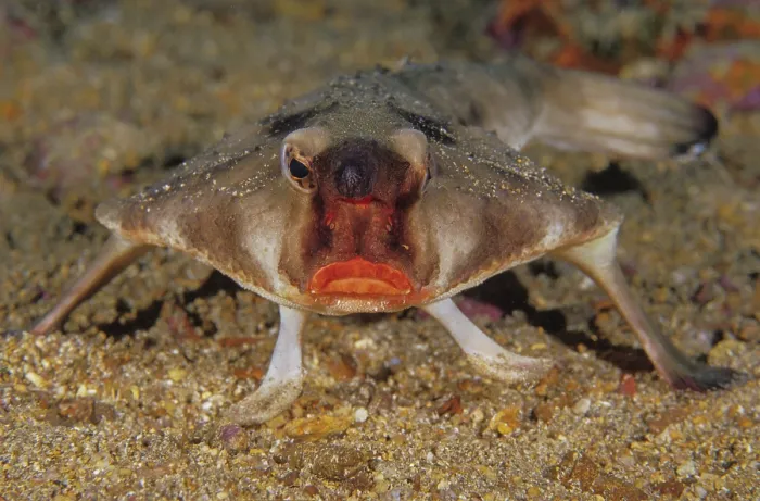 Framed Print : Red-lipped batfish (Ogcocephalus darwini) portrait, Galapagos Islands, Pacific Ocean Framed Print : Red-lipped batfish (Ogcocephalus darwini) portrait, Galapagos Islands, Pacific Ocean