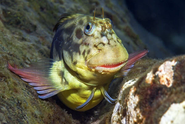 Red-lipped blenny (Ophioblennius atlanticus) portrait, Tenerife, Canary Islands