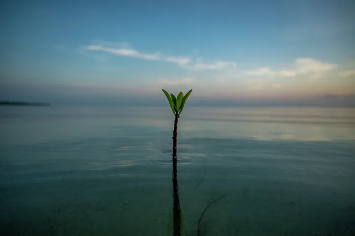Framed Print : Red mangrove (Rhizophora mangle) shoot growing up from sand flat, Eleuthera, Bahamas, Caribbean Sea Framed Print : Red mangrove (Rhizophora mangle) shoot growing up from sand flat, Eleuthera, Bahamas, Caribbean Sea