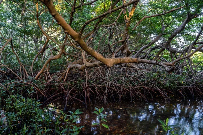 Framed Print : Red mangrove tree (Rhizophora mangle) and aerial roots at low tide, Spanish Lagoon, Aruba Framed Print : Red mangrove tree (Rhizophora mangle) and aerial roots at low tide, Spanish Lagoon, Aruba