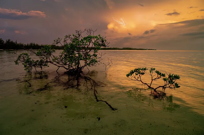 Framed Print : Red mangroves (Rhizophora mangle) backlit at sunset with lightning in background, Eleuthera, Bahamas, Caribbean Sea Framed Print : Red mangroves (Rhizophora mangle) backlit at sunset with lightning in background, Eleuthera, Bahamas, Caribbean Sea