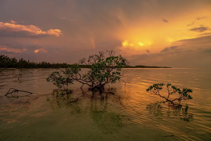 Framed Print : Red mangroves (Rhizophora mangle) backlit at sunset with lightning and rainbow in background, Eleuthera, Bahamas, Caribbean Sea Framed Print : Red mangroves (Rhizophora mangle) backlit at sunset with lightning and rainbow in background, Eleuthera, Bahamas, Caribbean Sea