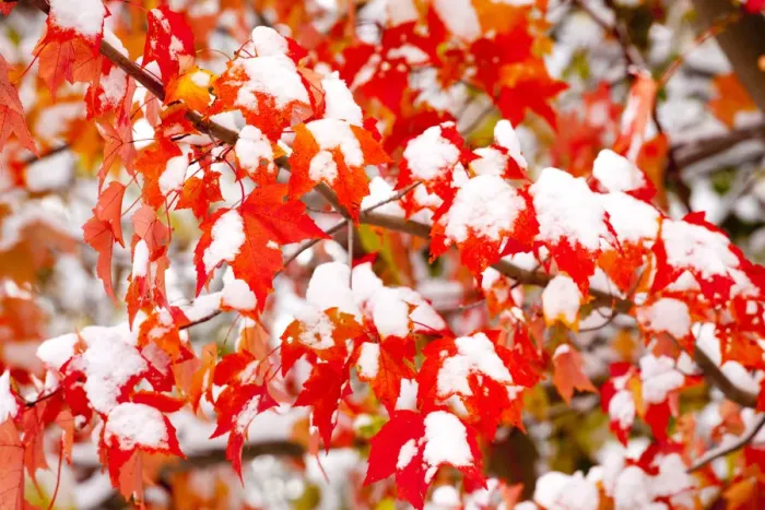 Framed Print : Red Maple (Acer rubrum) leaves covered with early snow in autumn. Ithaca, New York, USA, October Framed Print : Red Maple (Acer rubrum) leaves covered with early snow in autumn. Ithaca, New York, USA, October