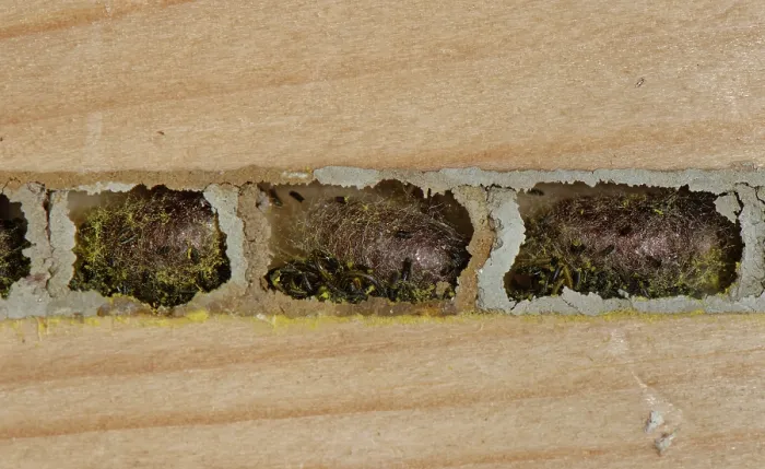 Framed Print : Red mason bee (Osmia bicornis) cocoons and larval droppings within nest cells sealed with mud in an insect hotel, Wiltshire, England, UK. November Framed Print : Red mason bee (Osmia bicornis) cocoons and larval droppings within nest cells sealed with mud in an insect hotel, Wiltshire, England, UK. November