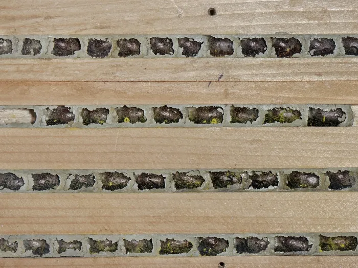 Framed Print : Red mason bee (Osmia bicornis) cocoons within nest cells sealed with mud in an insect hotel, Wiltshire, England, UK. November Framed Print : Red mason bee (Osmia bicornis) cocoons within nest cells sealed with mud in an insect hotel, Wiltshire, England, UK. November