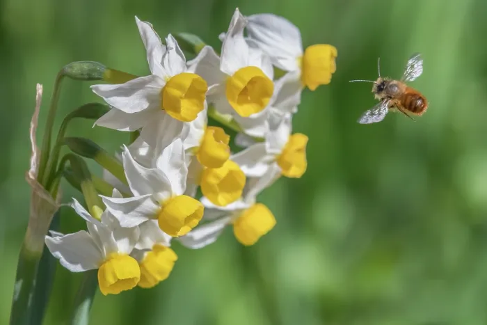 Framed Print : Red mason bee (Osmia bicornis) in flight, approaching Dwarf narcissus (Narcissus canaliculatus) flowers, Monmouthshire Wales, UK. March Framed Print : Red mason bee (Osmia bicornis) in flight, approaching Dwarf narcissus (Narcissus canaliculatus) flowers, Monmouthshire Wales, UK. March