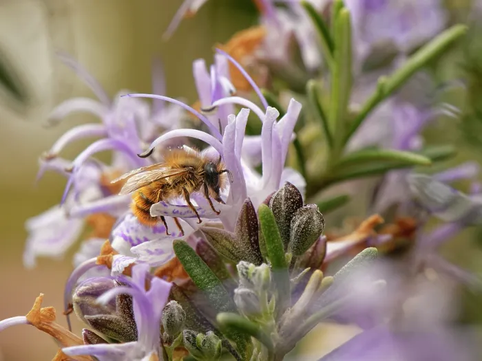 Framed Print : Red mason bee (Osmia bicornis) nectaring on Rosemary (Rosmarinus officinalis) flower, Wiltshire garden, UK. May Framed Print : Red mason bee (Osmia bicornis) nectaring on Rosemary (Rosmarinus officinalis) flower, Wiltshire garden, UK. May