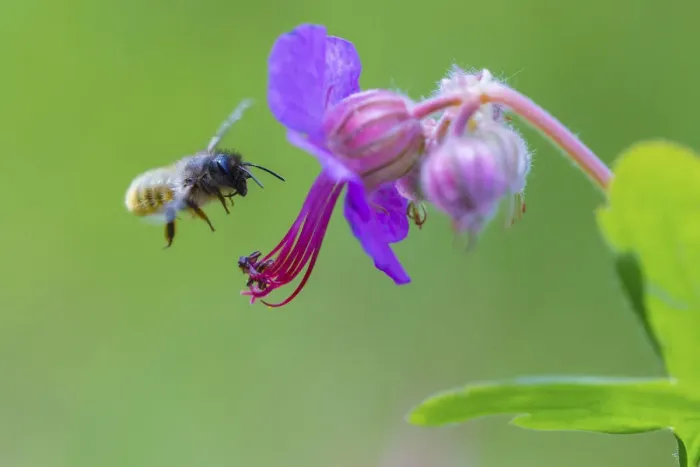 Framed Print : Red mason bee (Osmia bicornis) visiting Geranium sp flower, Monmouthshire, Wales, UK, May