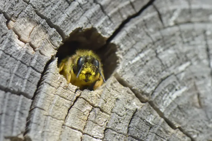 Framed Print : Red mason bee (Osmia rufa) female emerging from her nest hole in a drilled log within Framed Print : Red mason bee (Osmia rufa) female emerging from her nest hole in a drilled log within