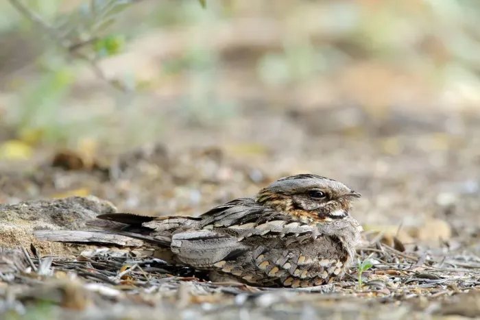 Framed Print : Red-necked nightjar (Caprimulgus ruficollis) on nest with eggs, Arcos de la Frontera Framed Print : Red-necked nightjar (Caprimulgus ruficollis) on nest with eggs, Arcos de la Frontera