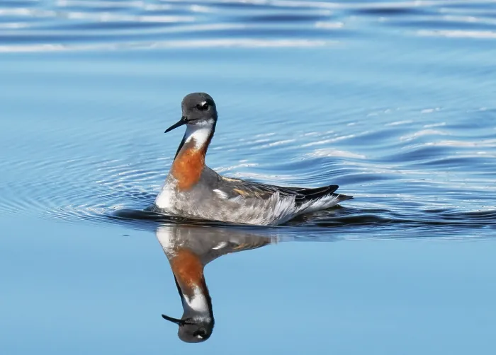 Framed Print : Red-necked phalarope (Phalaropus lobatus) female, swimming across a lake, Batsfjord Fjellet, Finnmark, Norway. June