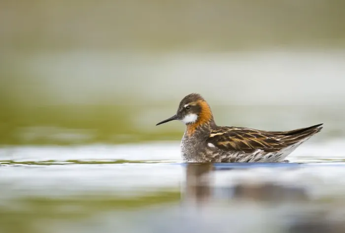 Framed Print : Red-necked phalarope (Phalaropus lobatus) male on the water. Shetland Islands, Scotland Framed Print : Red-necked phalarope (Phalaropus lobatus) male on the water. Shetland Islands, Scotland