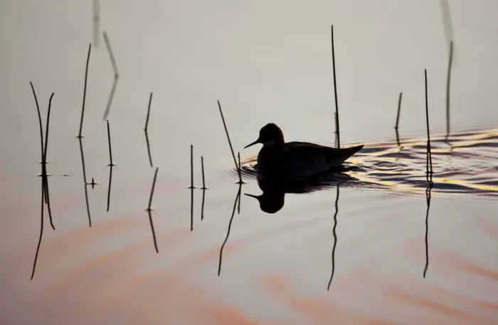 Framed Print : Red-necked phalarope (Phalaropus lobatus) on water, silhouetted, Thingeyjarsyslur Framed Print : Red-necked phalarope (Phalaropus lobatus) on water, silhouetted, Thingeyjarsyslur