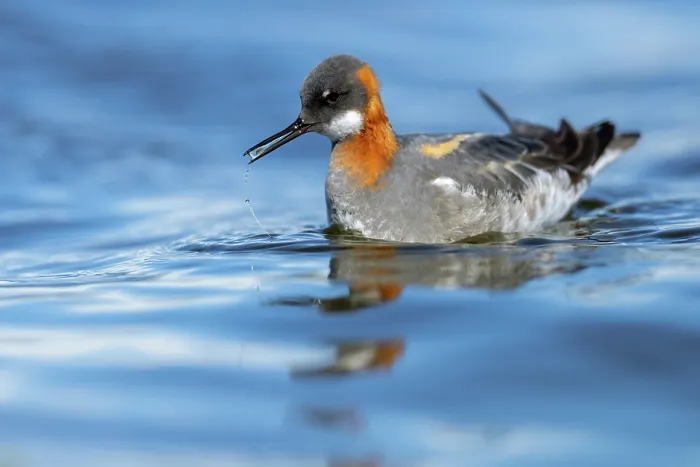Framed Print : Red-necked phalarope (Phalaropus lobatus) on water, Varanger Peninsula, Finnmark, Norway Framed Print : Red-necked phalarope (Phalaropus lobatus) on water, Varanger Peninsula, Finnmark, Norway