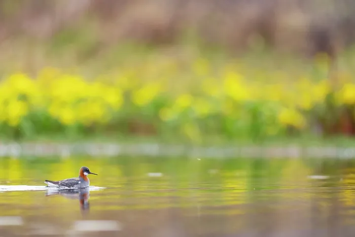 Framed Print : Red-necked phalarope (Phalaropus lobatus) on water, Varanger Peninsula, Finnmark, Norway. June