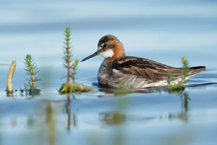Framed Print : Red-necked phalarope (Phalaropus lobatus) on water, Varanger, Norway. July Framed Print : Red-necked phalarope (Phalaropus lobatus) on water, Varanger, Norway. July