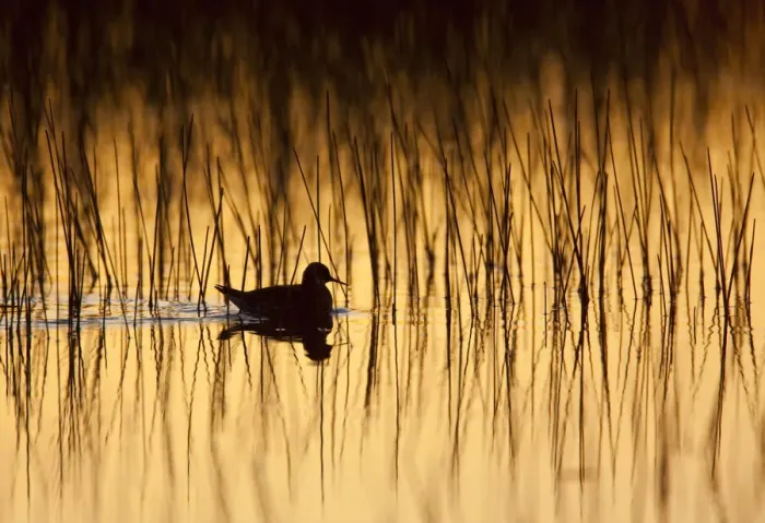 Framed Print : Red-necked phalarope (Phalaropus lobatus) on water silhouetted, Thingeyjarsyslur Framed Print : Red-necked phalarope (Phalaropus lobatus) on water silhouetted, Thingeyjarsyslur