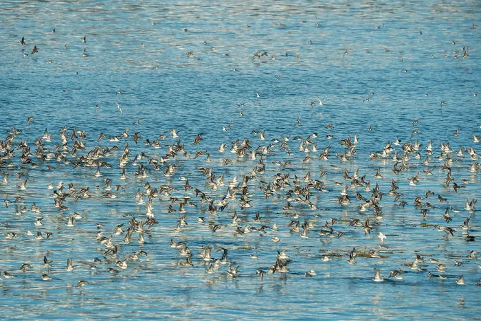 Framed Print : Red-necked phalaropes (Phalaropus lobatus) large flock taking flight from water during spring migration, Inian Islands, Alaska, USA. May Framed Print : Red-necked phalaropes (Phalaropus lobatus) large flock taking flight from water during spring migration, Inian Islands, Alaska, USA. May