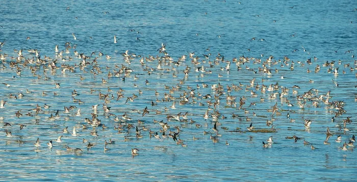 Framed Print : Red-necked phalaropes (Phalaropus lobatus) large flock on water during spring migration, Inian Islands, Alaska, USA. May Framed Print : Red-necked phalaropes (Phalaropus lobatus) large flock on water during spring migration, Inian Islands, Alaska, USA. May