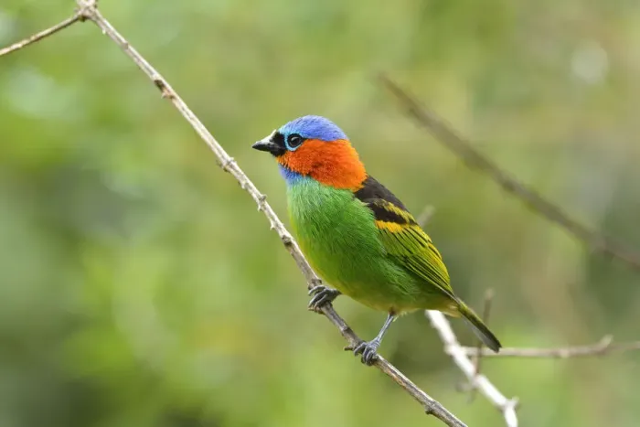 Framed Print : Red-necked tanager (Tangara cyanocephala) perched, Serra Bonita Private Natural Heritage Framed Print : Red-necked tanager (Tangara cyanocephala) perched, Serra Bonita Private Natural Heritage
