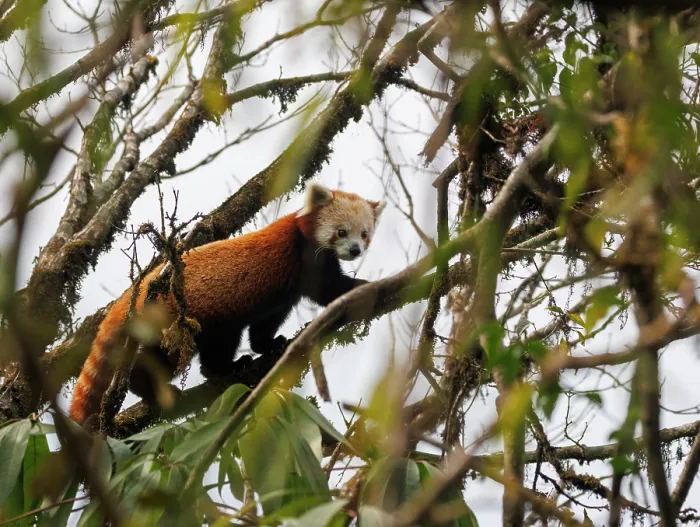 Framed Print : Red panda (Ailurus fulgens) climbing along tree branch, Singalila National Park, Nepal. Endangered Framed Print : Red panda (Ailurus fulgens) climbing along tree branch, Singalila National Park, Nepal. Endangered