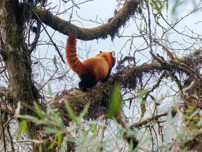 Framed Print : Red panda (Ailurus fulgens) climbing along tree branch, Singalila National Park, Nepal. Endangered Framed Print : Red panda (Ailurus fulgens) climbing along tree branch, Singalila National Park, Nepal. Endangered