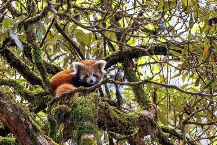 Framed Print : Red panda (Ailurus fulgens) cub looking down from tree, Singalila National Park, Himalayas, Nepal. Endangered Framed Print : Red panda (Ailurus fulgens) cub looking down from tree, Singalila National Park, Himalayas, Nepal. Endangered