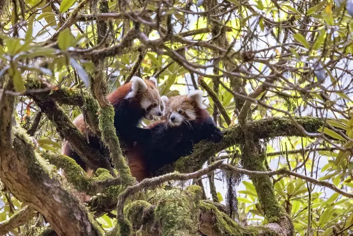 Framed Print : Two Red panda (Ailurus fulgens) cubs resting in tree, Singalila National Park, Himalayas, Nepal. Endangered Framed Print : Two Red panda (Ailurus fulgens) cubs resting in tree, Singalila National Park, Himalayas, Nepal. Endangered