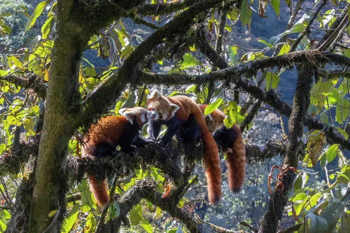 Framed Print : Three Red panda (Ailurus fulgens) cubs resting in tree, one licking the others snout, Singalila National Park, Himalayas, Nepal. Endangered Framed Print : Three Red panda (Ailurus fulgens) cubs resting in tree, one licking the others snout, Singalila National Park, Himalayas, Nepal. Endangered