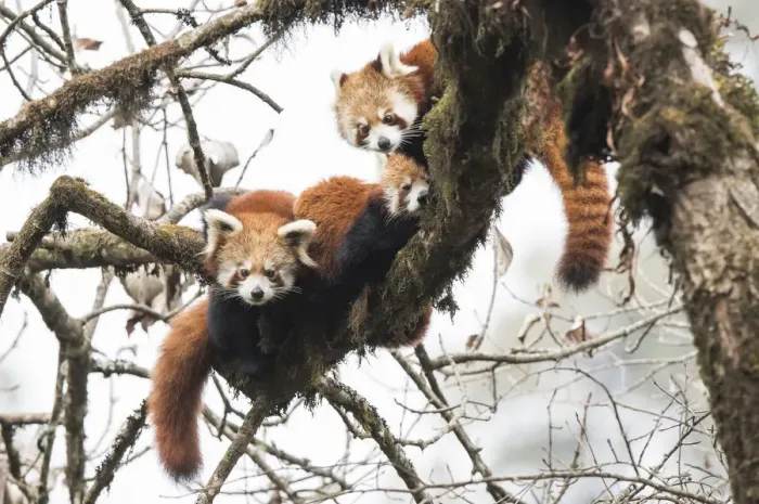 Framed Print : Red panda (Ailurus fulgens) family, adult female and two subadult juveniles, rest Framed Print : Red panda (Ailurus fulgens) family, adult female and two subadult juveniles, rest