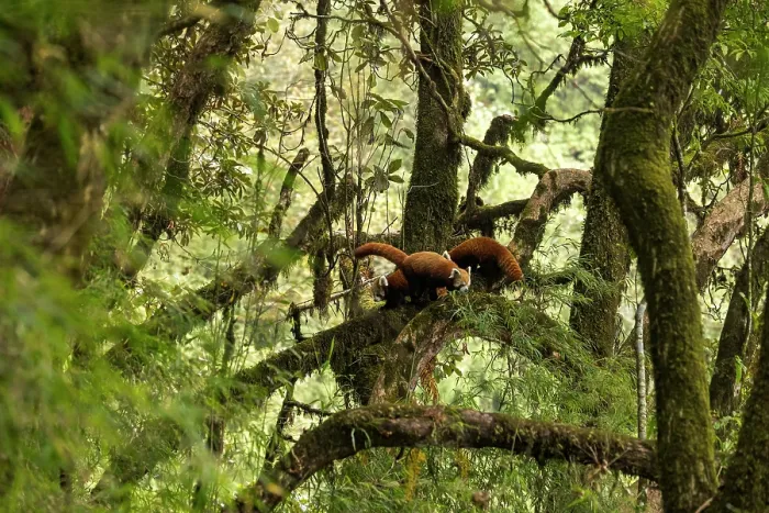 Framed Print : Red panda (Ailurus fulgens) female with two cubs in tree, Singalila National Park, Himalayas, Nepal. Endangered Framed Print : Red panda (Ailurus fulgens) female with two cubs in tree, Singalila National Park, Himalayas, Nepal. Endangered