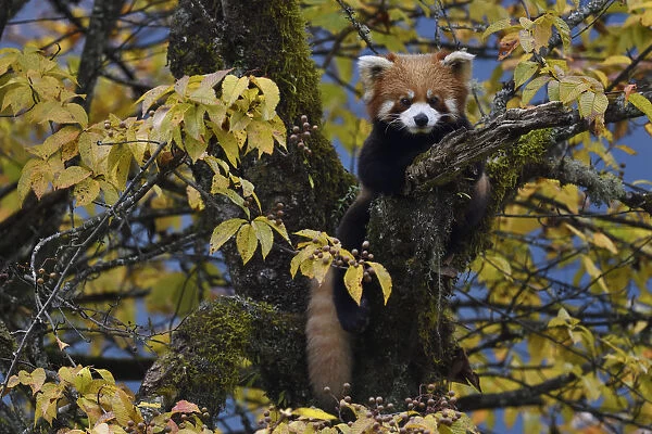Red panda (Ailurus fulgens) in the humid montane mixed forest, Laba He National Nature Reserve