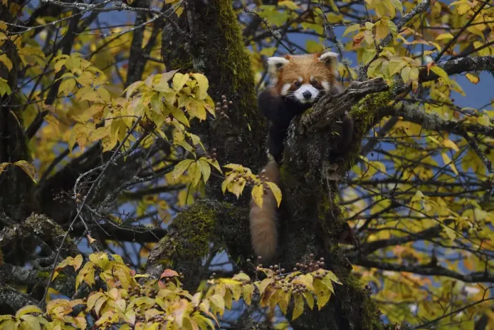 Framed Print : Red panda (Ailurus fulgens) Laba He National Nature Reserve, Sichuan, China Framed Print : Red panda (Ailurus fulgens) Laba He National Nature Reserve, Sichuan, China